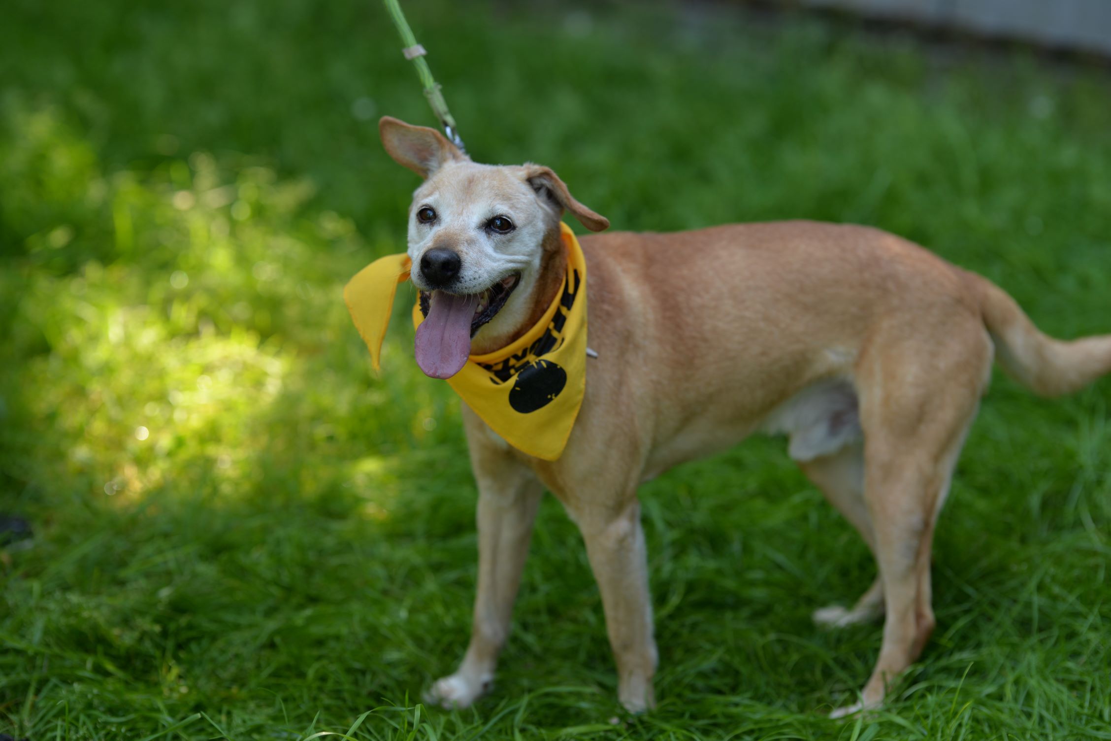 Zdjęcie psa Jimi do adopcji