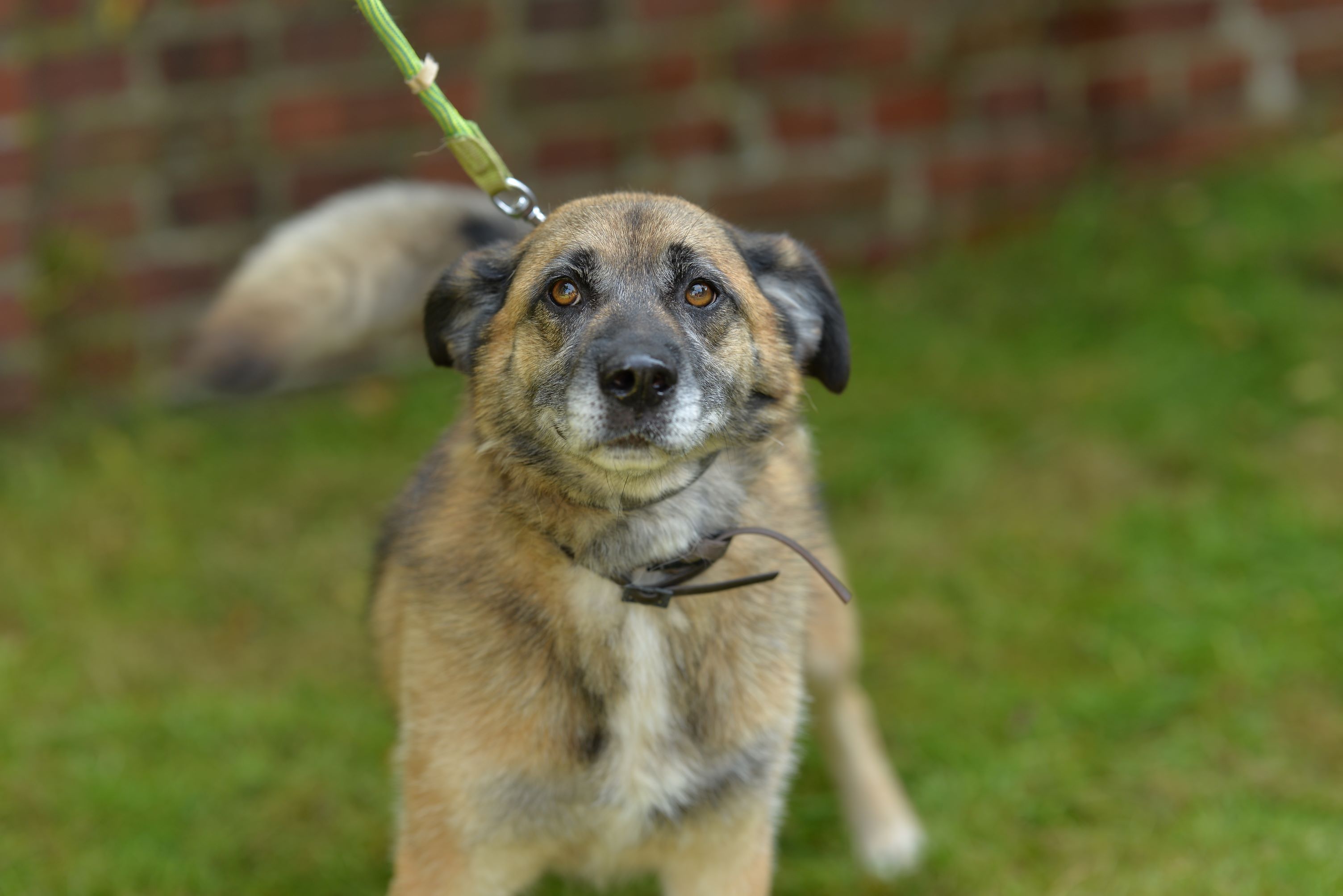 Zdjęcie psa Neo do adopcji