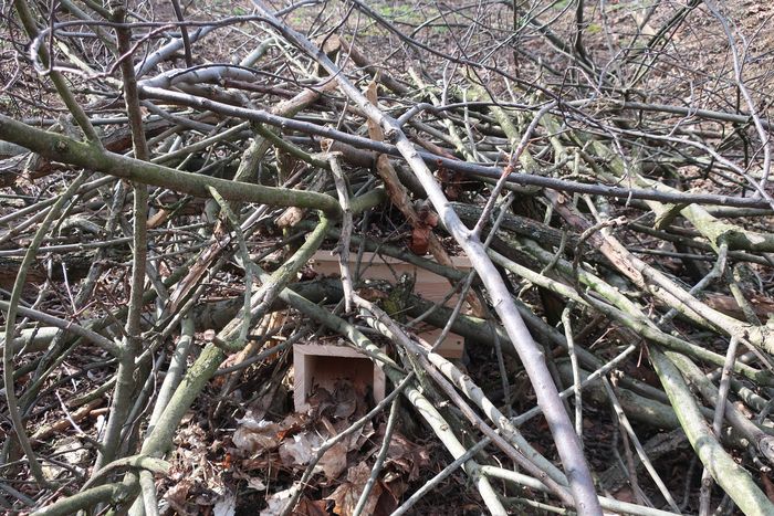 Ukryty w gałęziach domek dla jeży