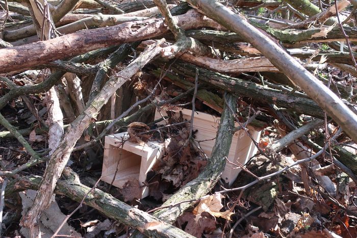 Ukryty w gałęziach i liściach domek dla jeży